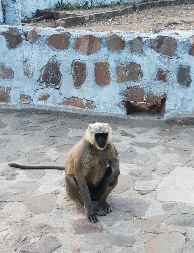 Monkey on the World Peace Pagoda site.