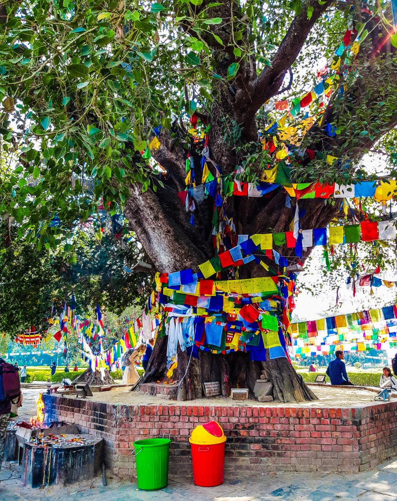 Bodhi Tree, Lumbini, Nepal.